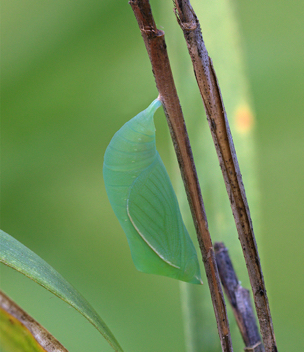 Southern Pearly-Eye chrysalis